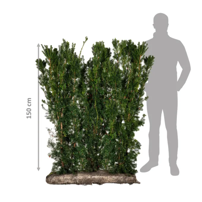 Færdighæk Taks 150 cm
