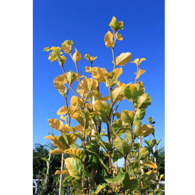 Gulbladet søjlebøg - Fagus sylvatica ´Dawyck Gold´ 200-250 cm