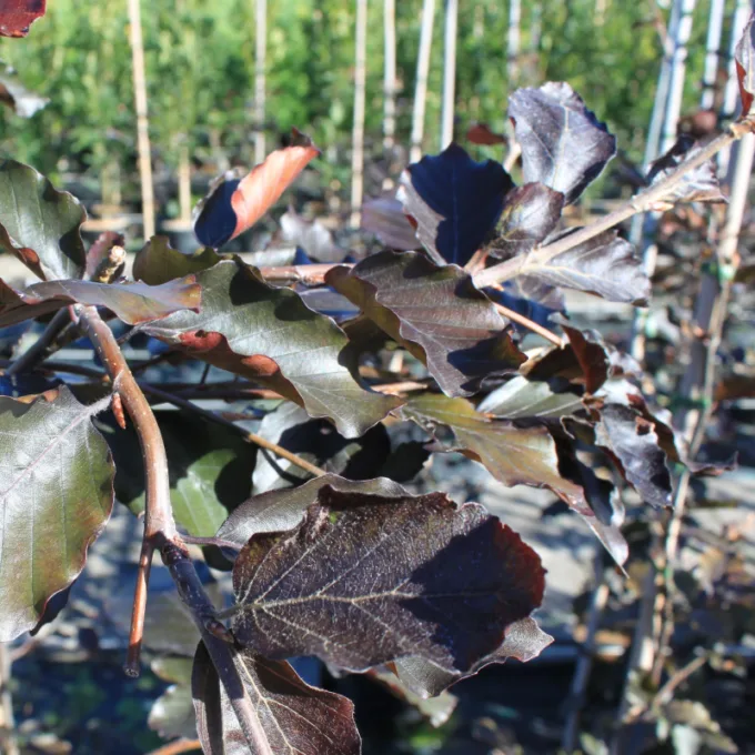 Hænge Blodbøg - Fagus sylv. ´Purpurea Pendula´ Toppodet 180 cm stamme