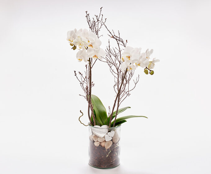 Romantisk orkidé, floristens valg