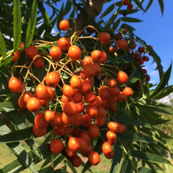 Koreansk Røn - Sorbus ´Dodong´ Busk 60-80 cm