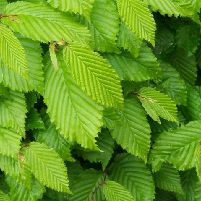 Kugleavnbøg - Carpinus betulus ´Minoors´ Minor GlobeÂ® 200 cm stamme