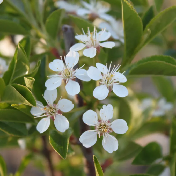 Kuglekirsebær - Prunus x eminens ´Umbraculifera´ 180 cm stamme