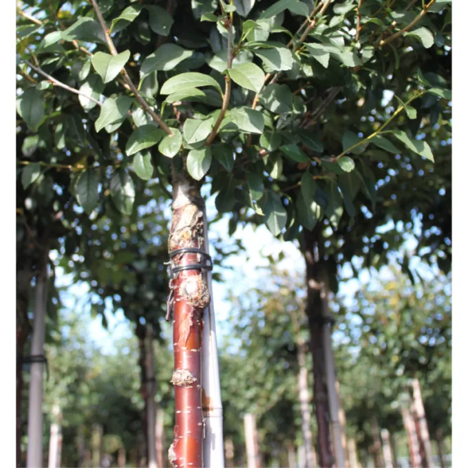 Kuglekirsebær - Prunus x eminens ´Umbraculifera´ 120 cm SERRULA stamme