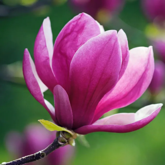 Magnolia ´Susan´ 60 cm stamme