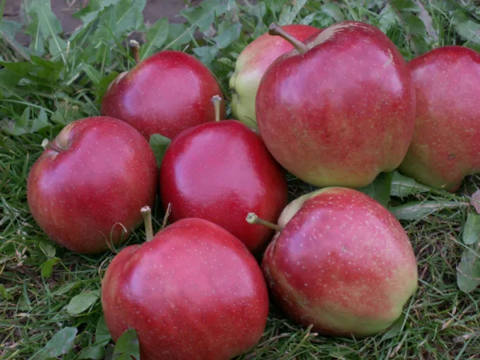 Summerred - Æbletræ 4-8 grene