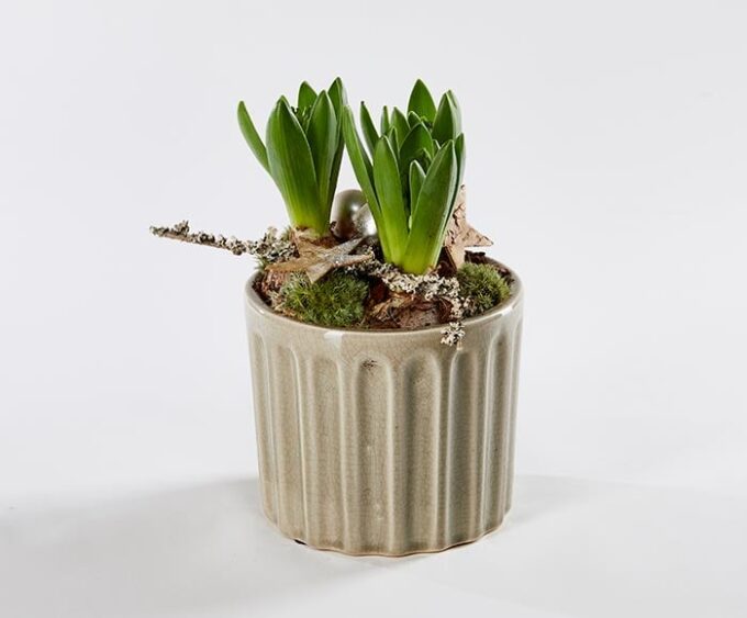 Dekoration af hyacinter - Send blomster med Bloomit