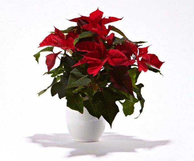 Julestjerne i skjuler - Send blomster med Bloomit