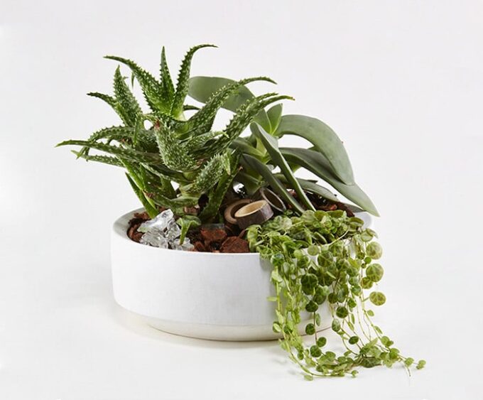 Grønt plantearrangement - Send blomster med Bloomit