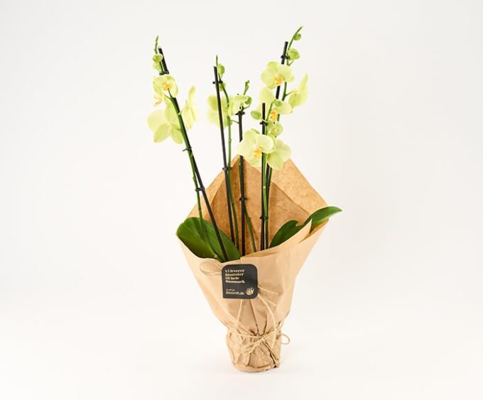 Glædelig orkidégave - Send blomster med Bloomit