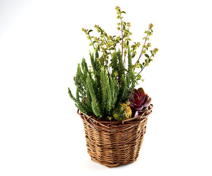 Efterårsbeplantning i kurv – Send blomster med Bloomit